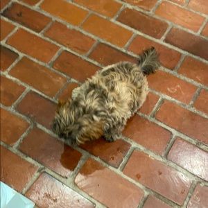 Meet your Posher, Rylee